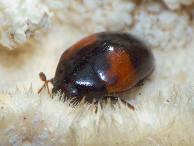 Tritoma bipustulata Fabricius, 1775